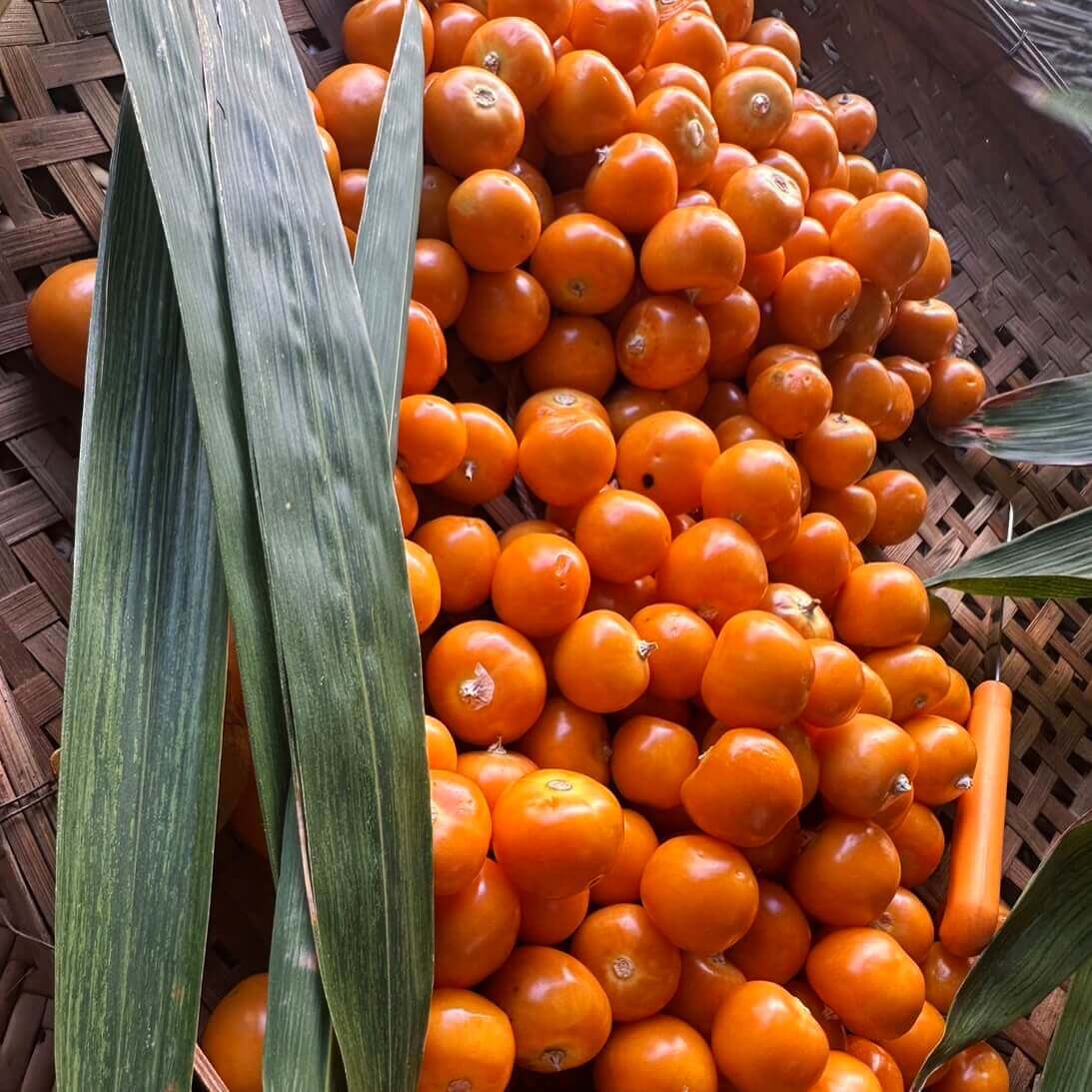 Saving Heritages: A Hands-on Workshop to Conserve Heirloom Seeds