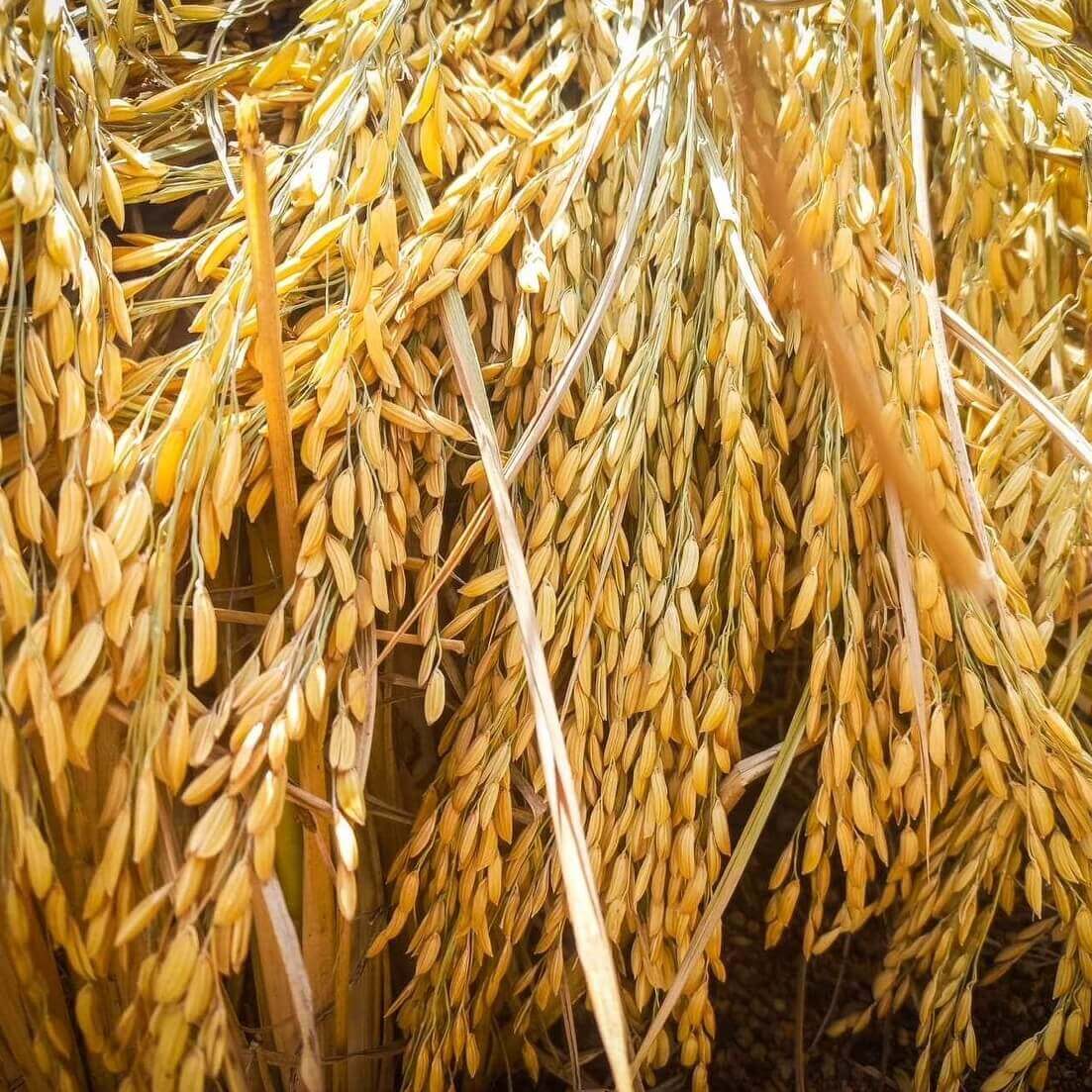 Northern Flavors: Hand-spinning Khao Mak Ice Cream