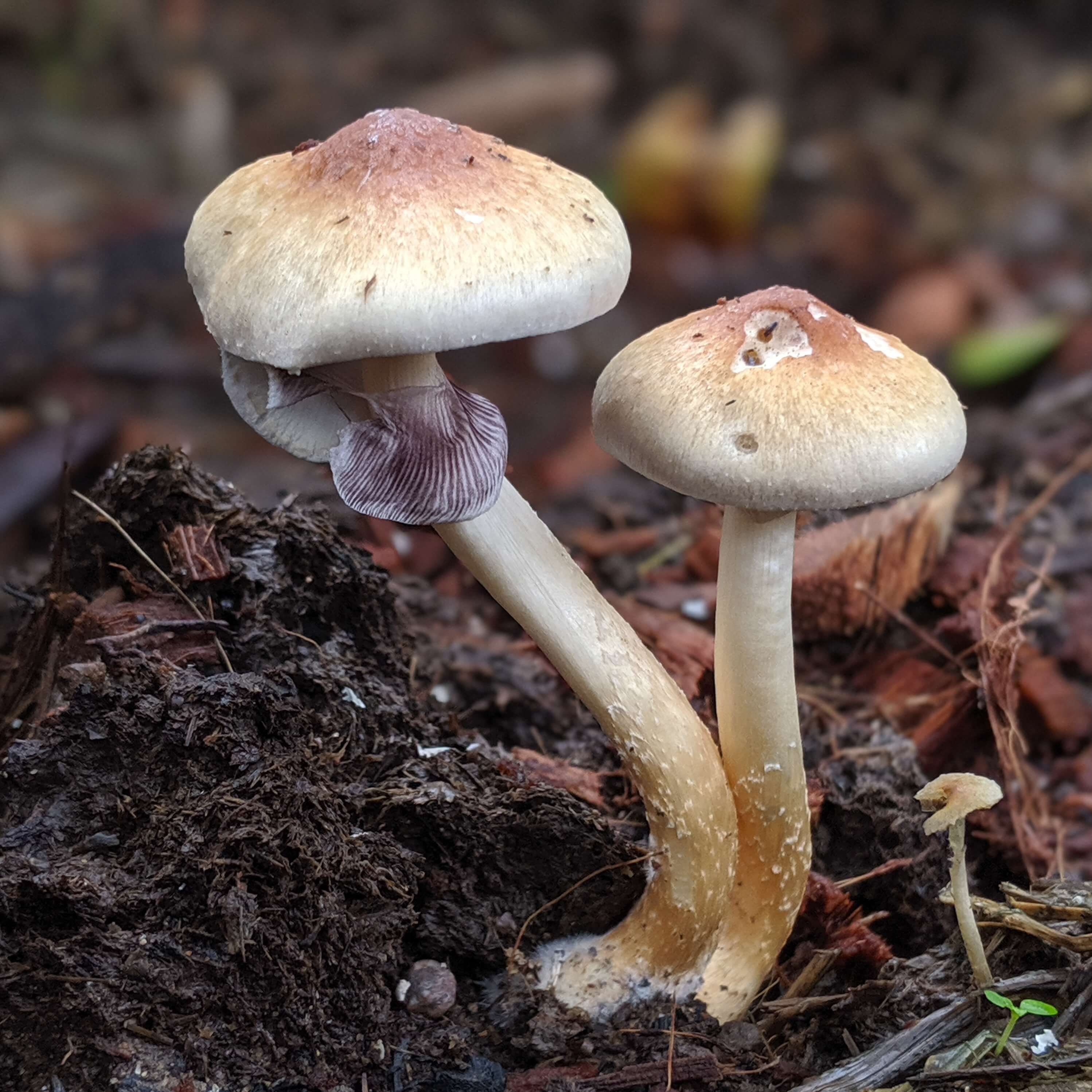 The Wonderful World of Mushrooms